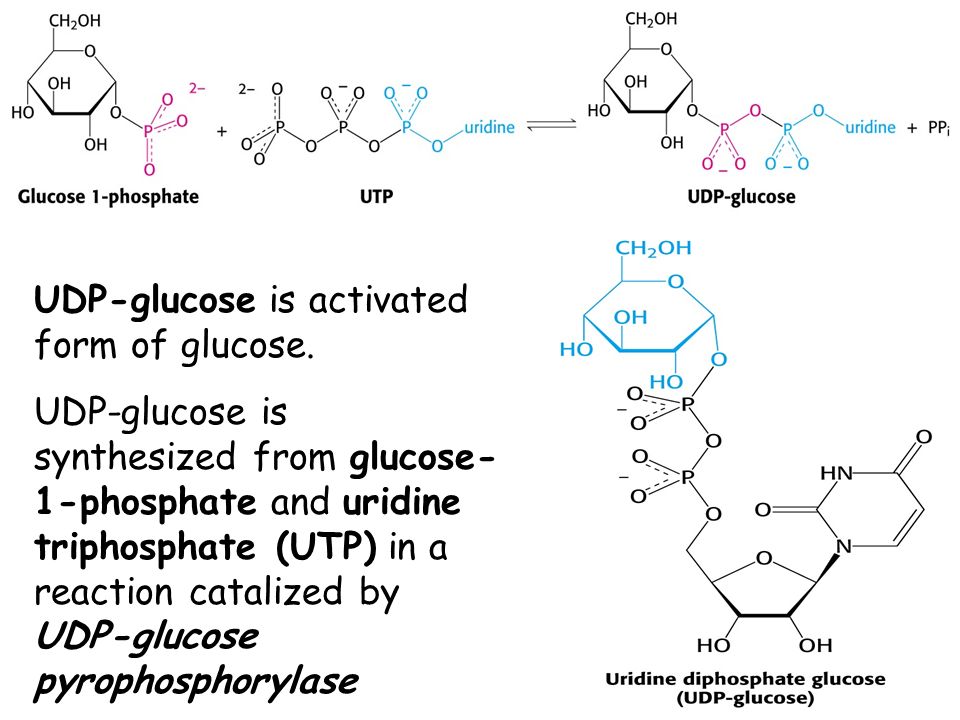 UDP-glucose is activated form of glucose.