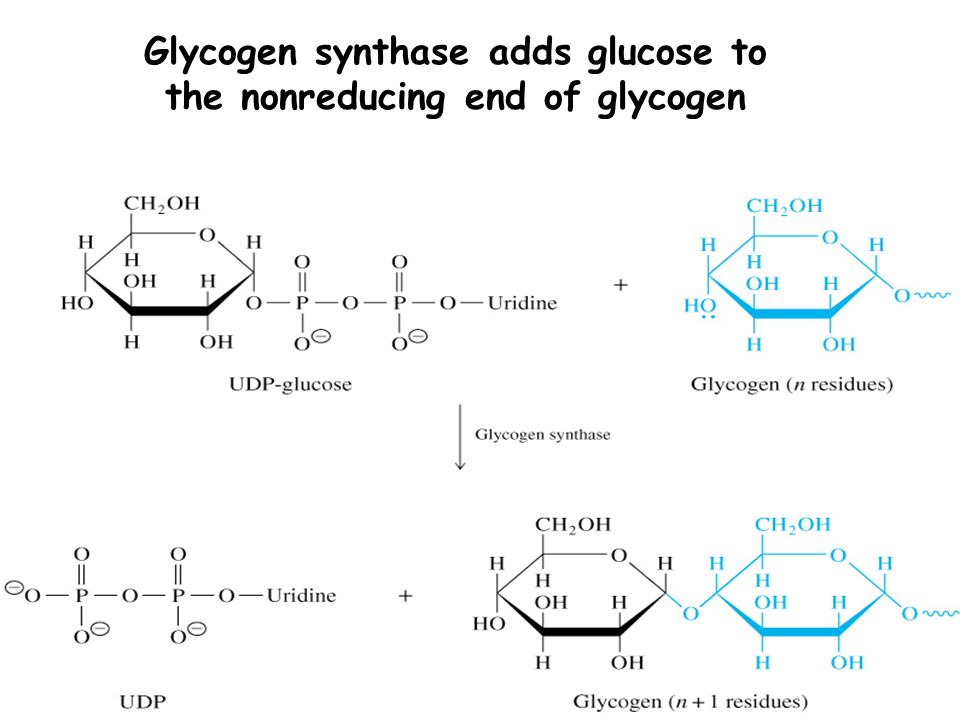 Glycogen synthase adds glucose to the nonreducing end of glycogen