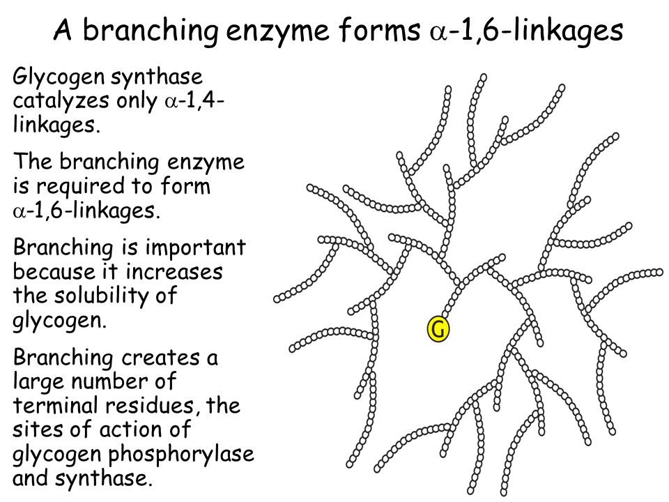 A branching enzyme forms -1,6-linkages