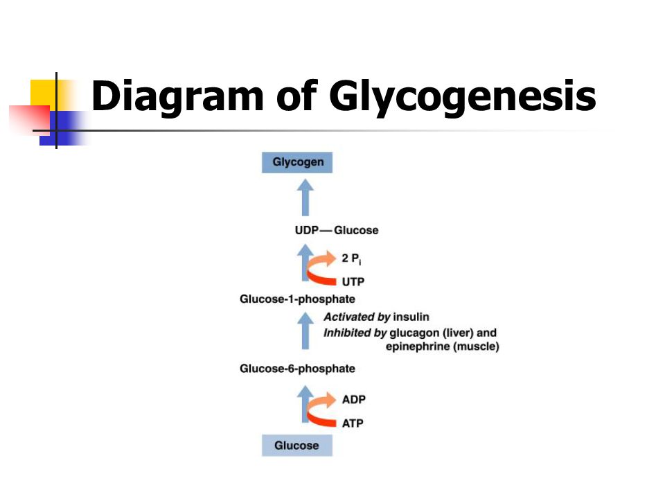 Diagram of Glycogenesis