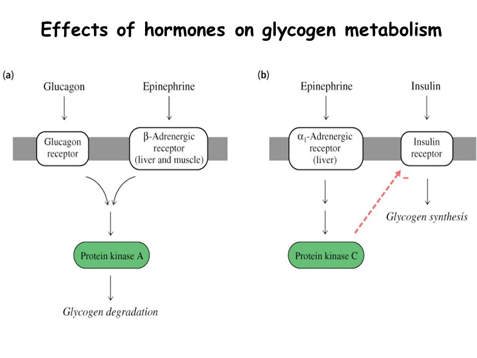 Effects of hormones on glycogen metabolism