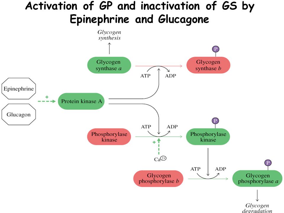 Activation of GP and inactivation of GS by Epinephrine and Glucagone