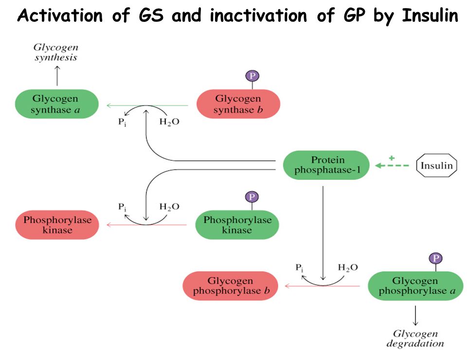 Activation of GS and inactivation of GP by Insulin