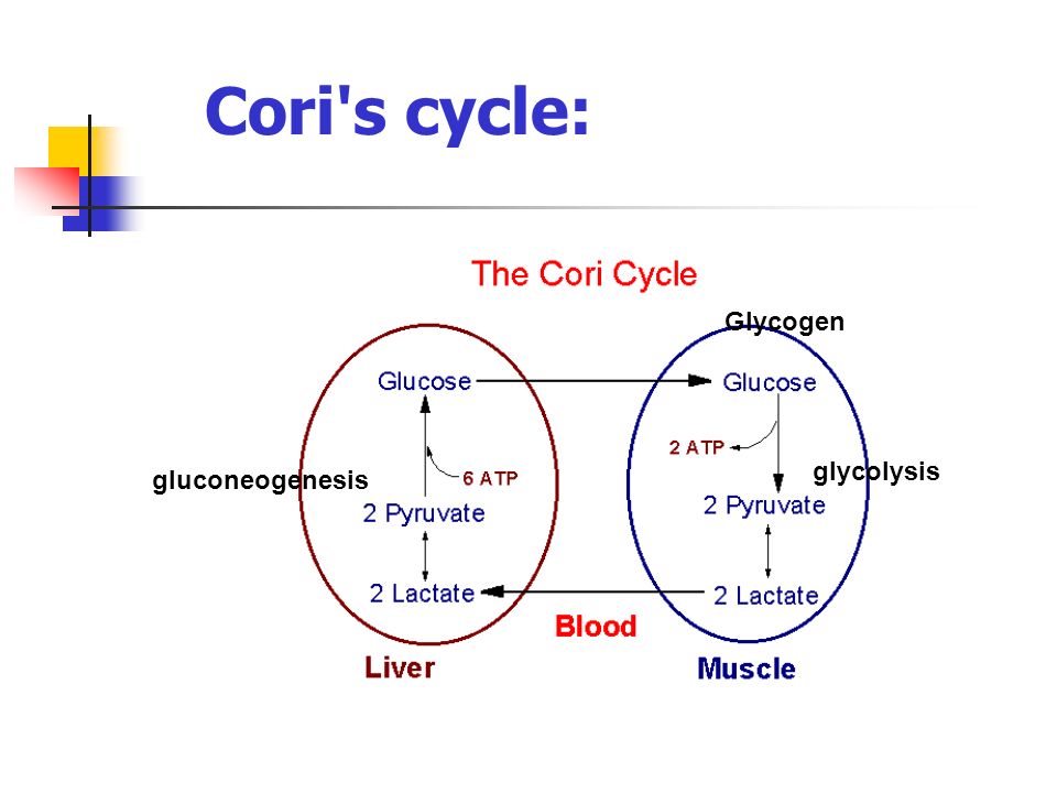 Cori s cycle: Glycogen glycolysis gluconeogenesis