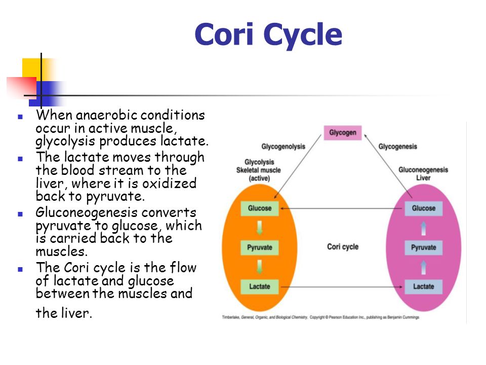 Cori Cycle When anaerobic conditions occur in active muscle, glycolysis produces lactate.