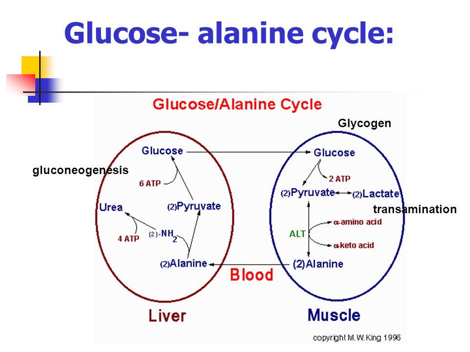 Glucose- alanine cycle: