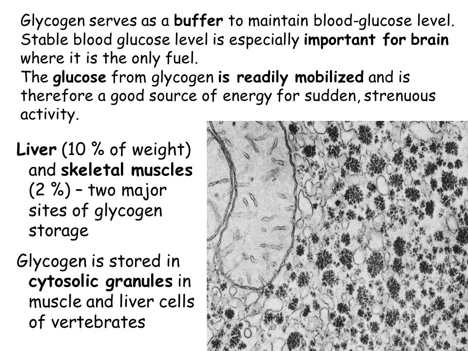Glycogen serves as a buffer to maintain blood-glucose level