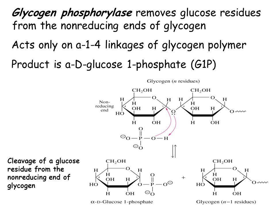 Acts only on a-1-4 linkages of glycogen polymer