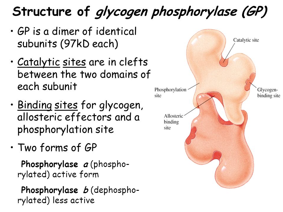 Structure of glycogen phosphorylase (GP)