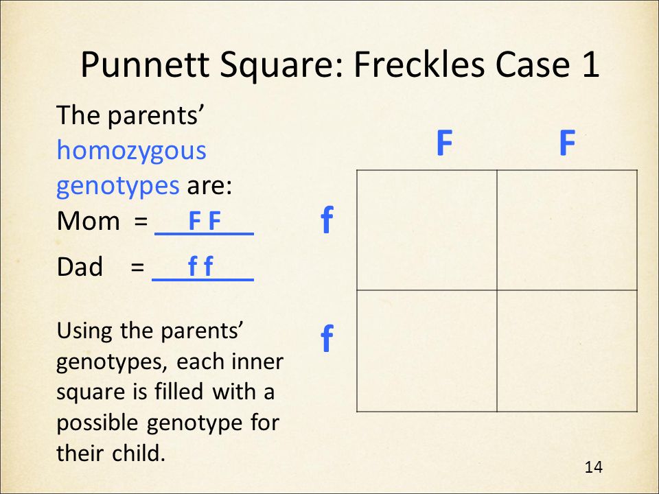 Punnett Square: Freckles Case 1.