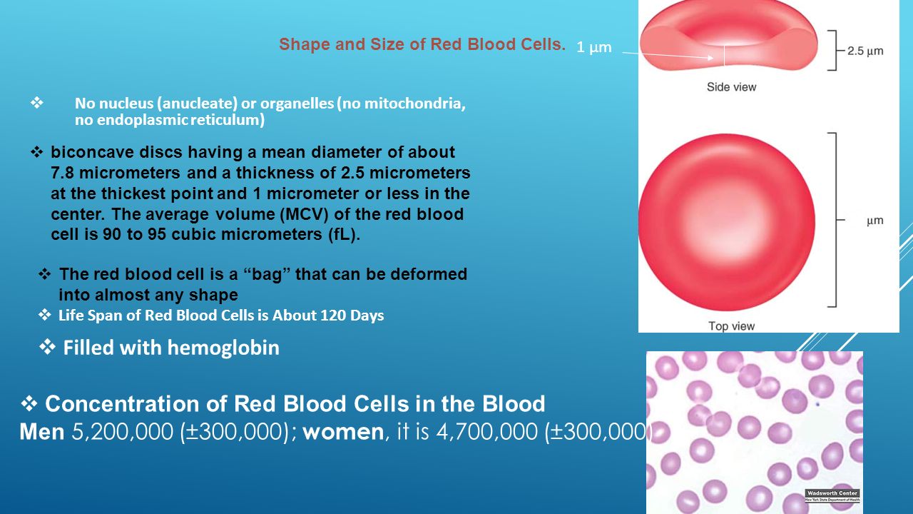 Physiology of Red Blood Cells (RBCs) Erythrocytes - ppt video online  download