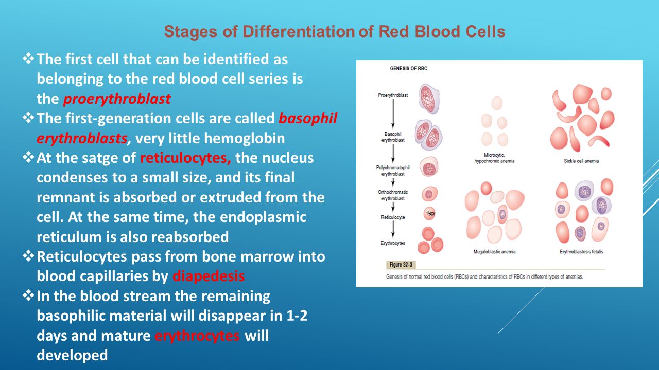 Тест клетки крови. Blood Cells differentiation. Erythrocytes Capillar. Erythrocytes form. Кровь эритроциты с прозрачным фоном.