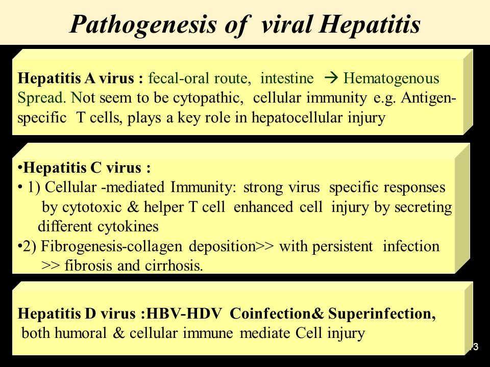 Pathological Of The Liver Hepatitis Objectives Ppt Video Online Download