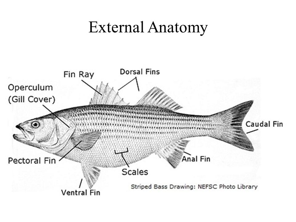 External Anatomy.