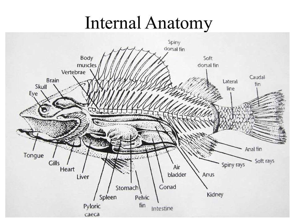 Presentation on theme: "External Anatomy."