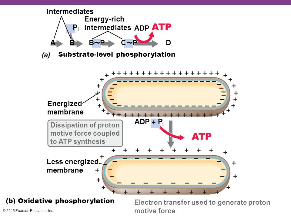 ~ ~ ATP ATP i i Intermediates Energy-rich intermediates P ADP A B B P
