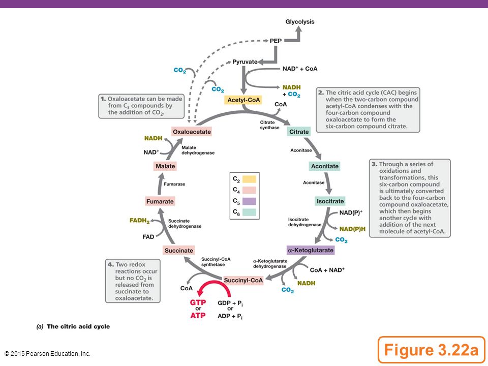 Figure 3.22a The citric acid cycle.