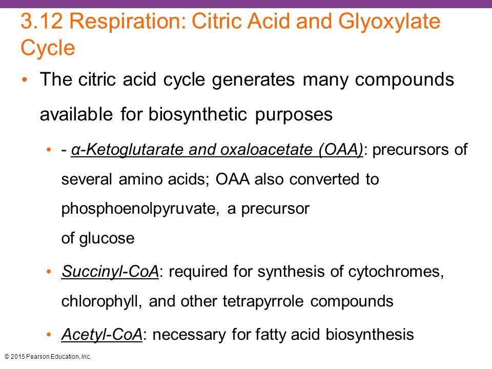 3.12 Respiration: Citric Acid and Glyoxylate Cycle