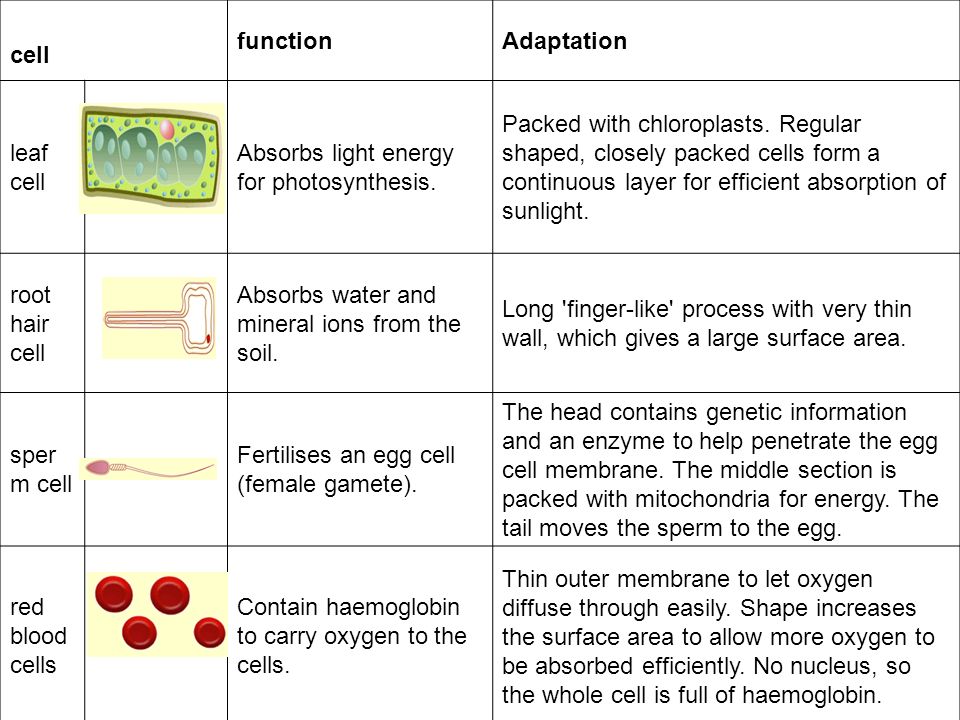 Biology Ppt Download