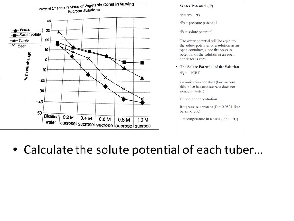 Calculate the solute potential of each tuber…
