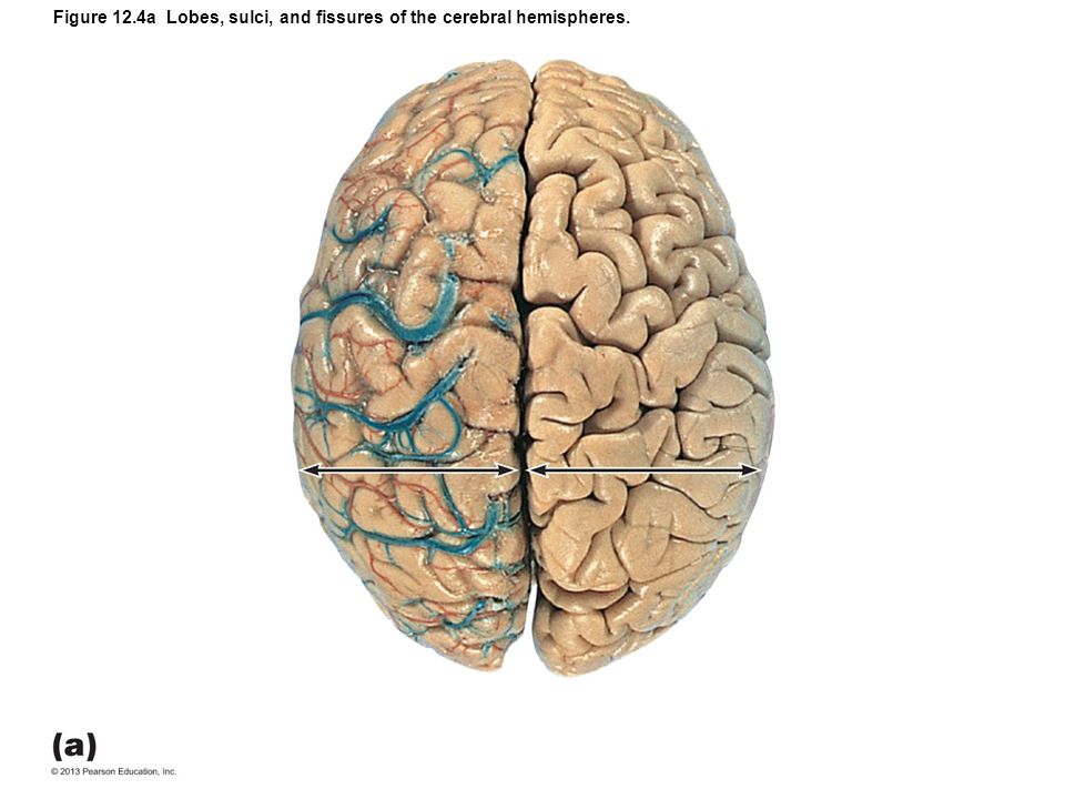 Разные полушария мозга. Полушария мозга. Полушария ГМ. Левое полушарие.