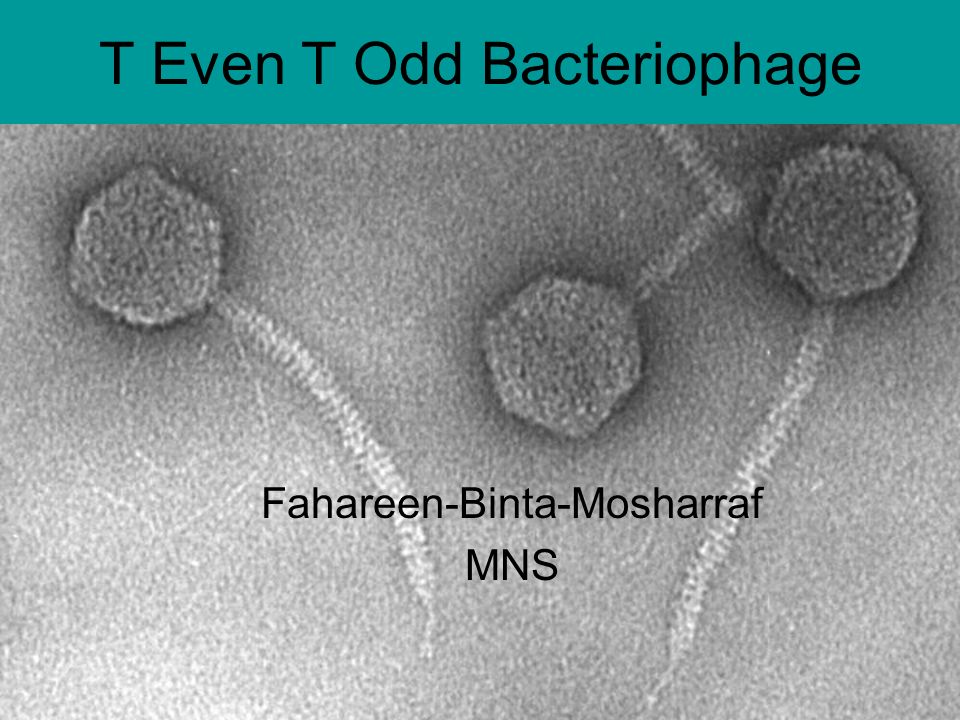 T Even T Odd Bacteriophage