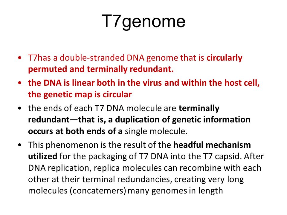 T7genome T7has a double-stranded DNA genome that is circularly permuted and terminally redundant.