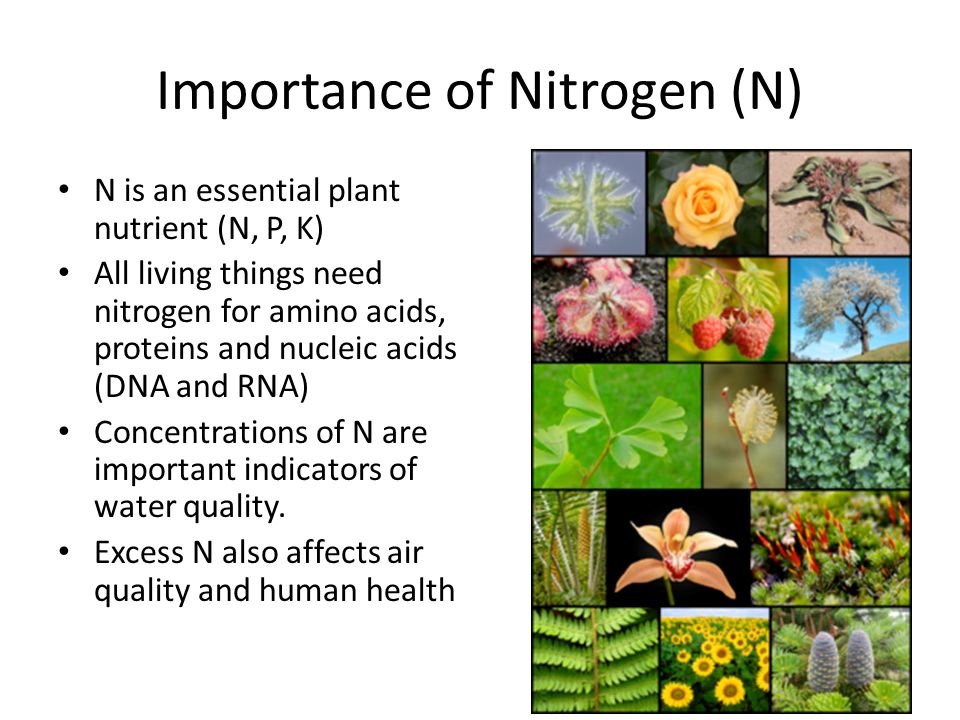 The Nitrogen Cycle - ppt video online download