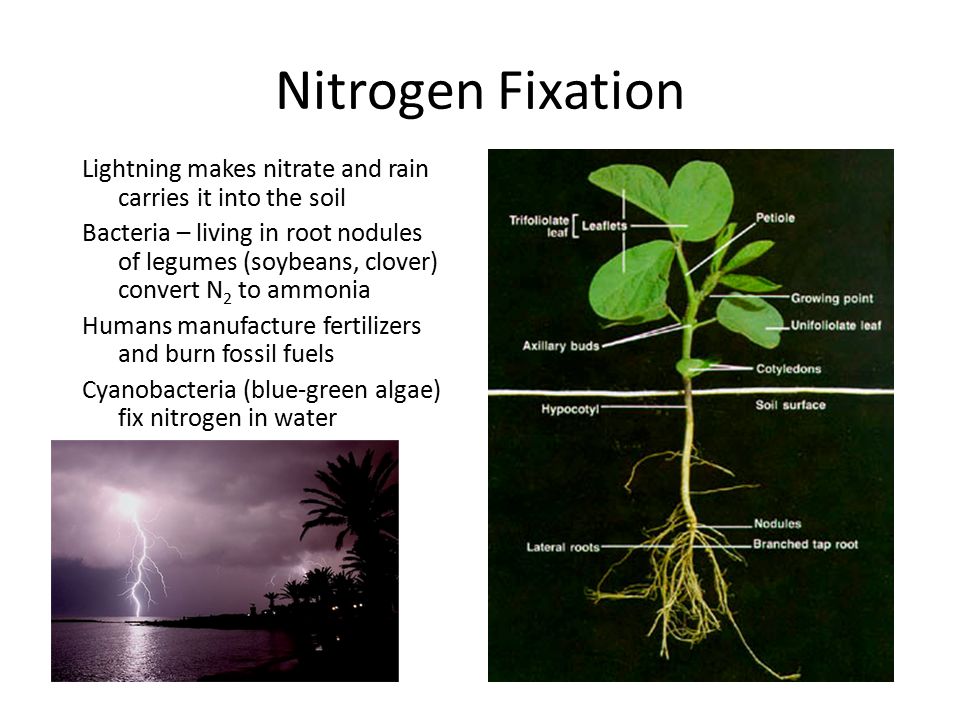 Азотфиксация. Азотфиксация растений. Биологическая азотфиксация. Nitrogen fixation.