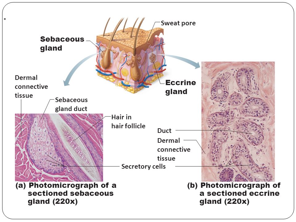 Hair shaft Dermal papillae Epidermis Subpapillary vascular ...