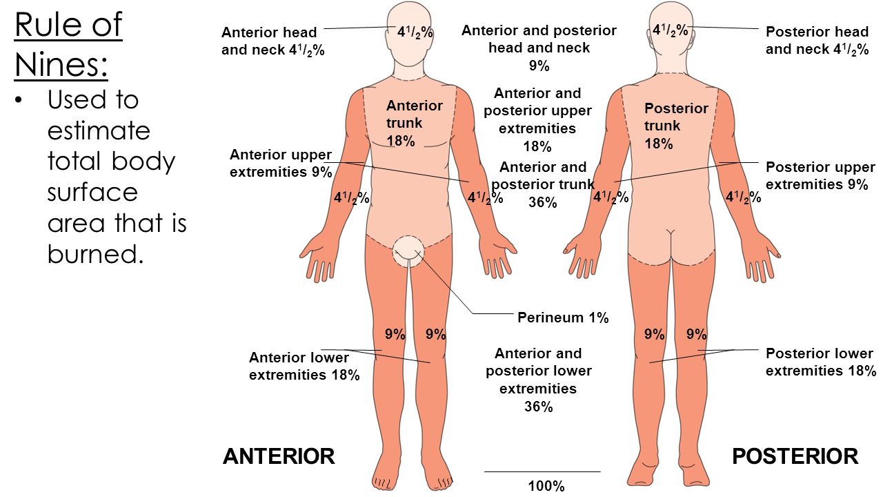 Anterior and posterior head and neck