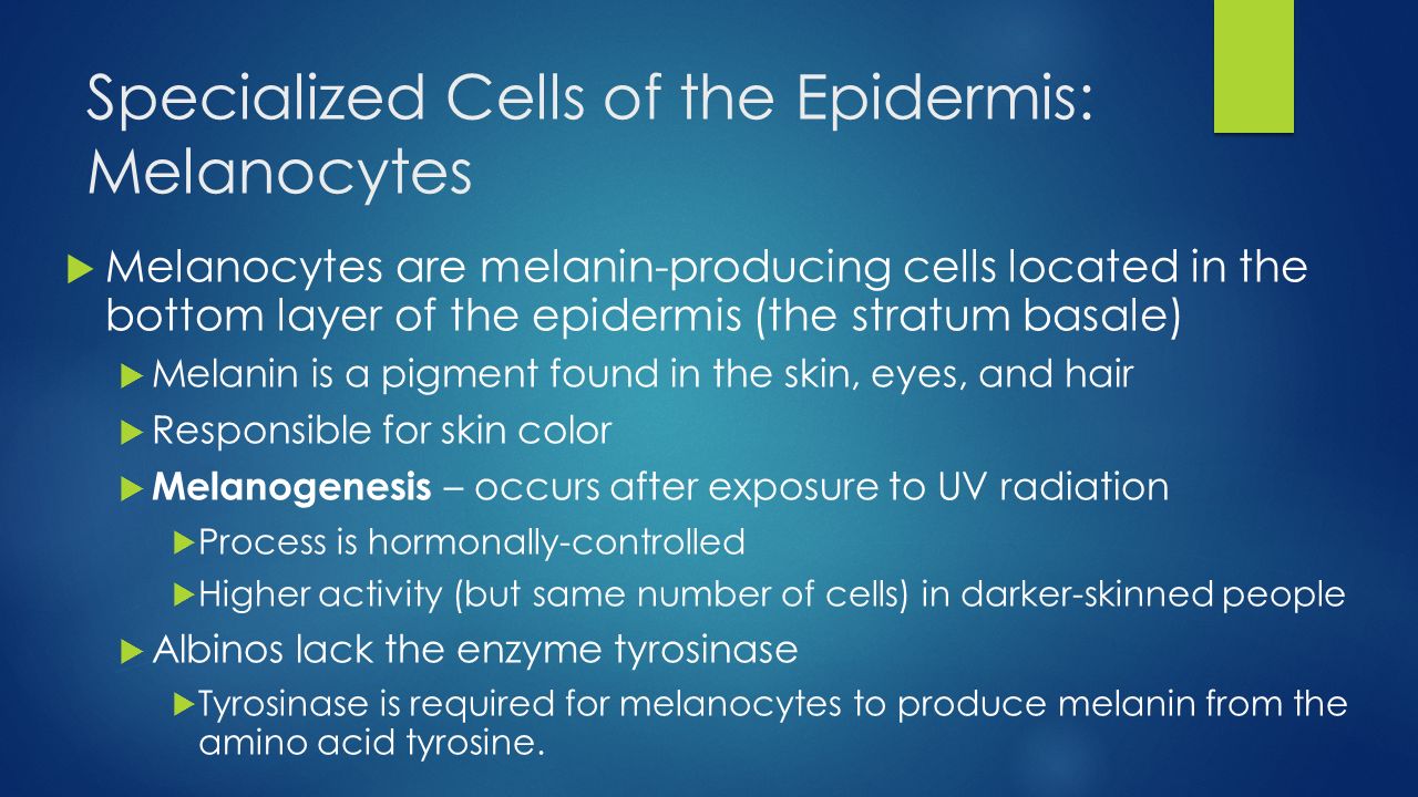 Specialized Cells of the Epidermis: Melanocytes