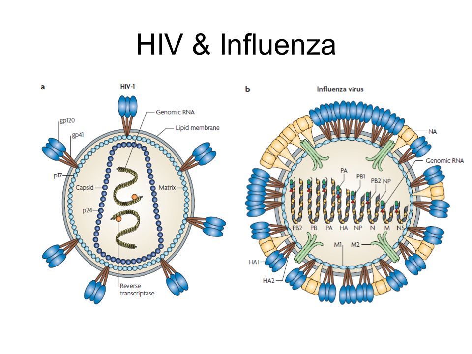 Рнк вирус гриппа а. HIV Genome. Structure of the RNA Genome of HIV-1. Influenza транскрипция. HIV-1.