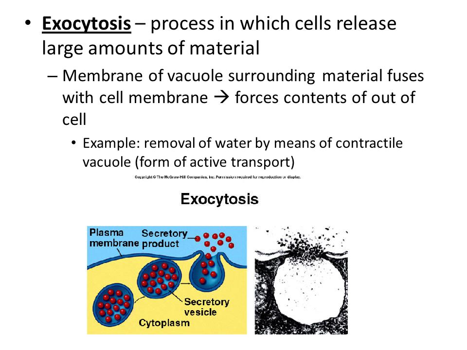 Section 7 1 Life Is Cellular Ppt Video Online Download Section 7 1 Life Is Cellular Ppt Video Online Download