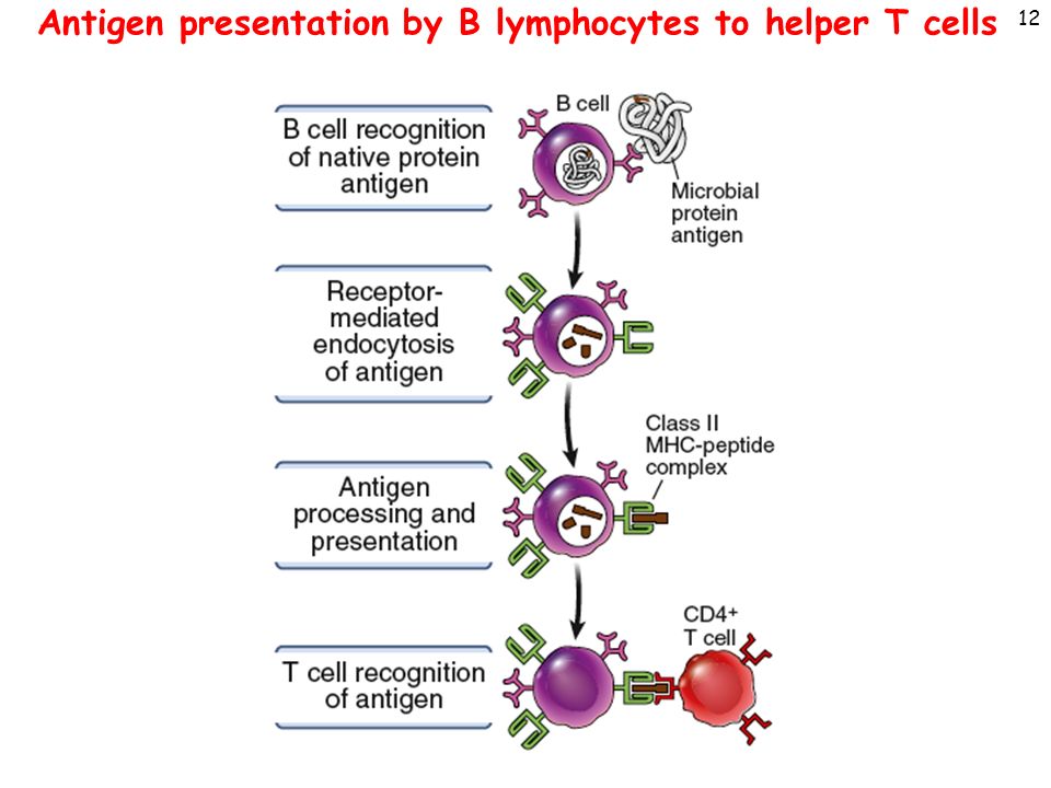 Иммунный ответ белки. Lymphocytes. T lymphocytes. B lymphocyte activation. Antigen presentation.