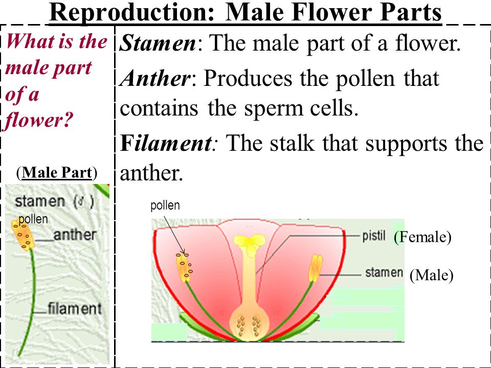 Male Flower Parts 1. Stamen Anther Filament - ppt video online download