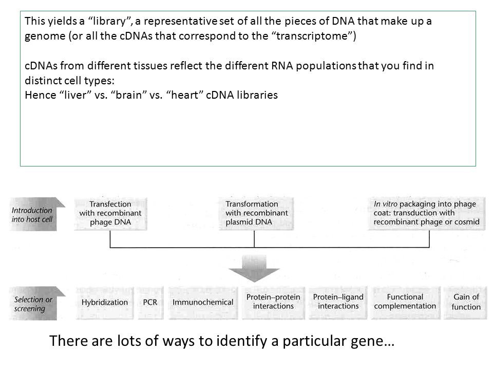 genomic vs cdna library