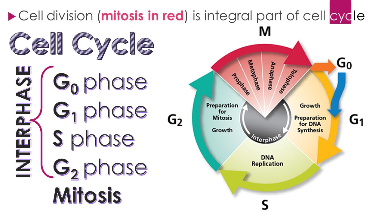 Integral part of life. G0 Cell Cycle. G2 phase of Cell Cycle. G0 g1 s g2. G0 phase.