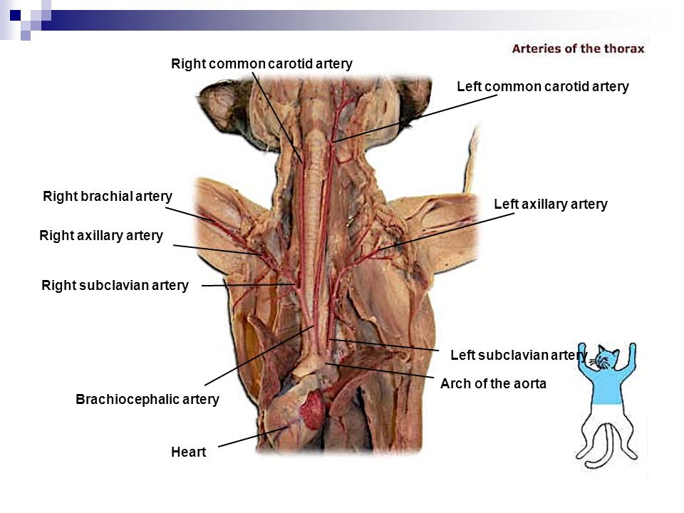 Артерия у свиньи где находится фото. Сонная артерия у поросенка. Где находится Сонная артерия у кота.