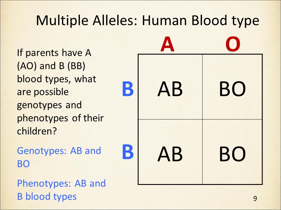 genotype definition for kids