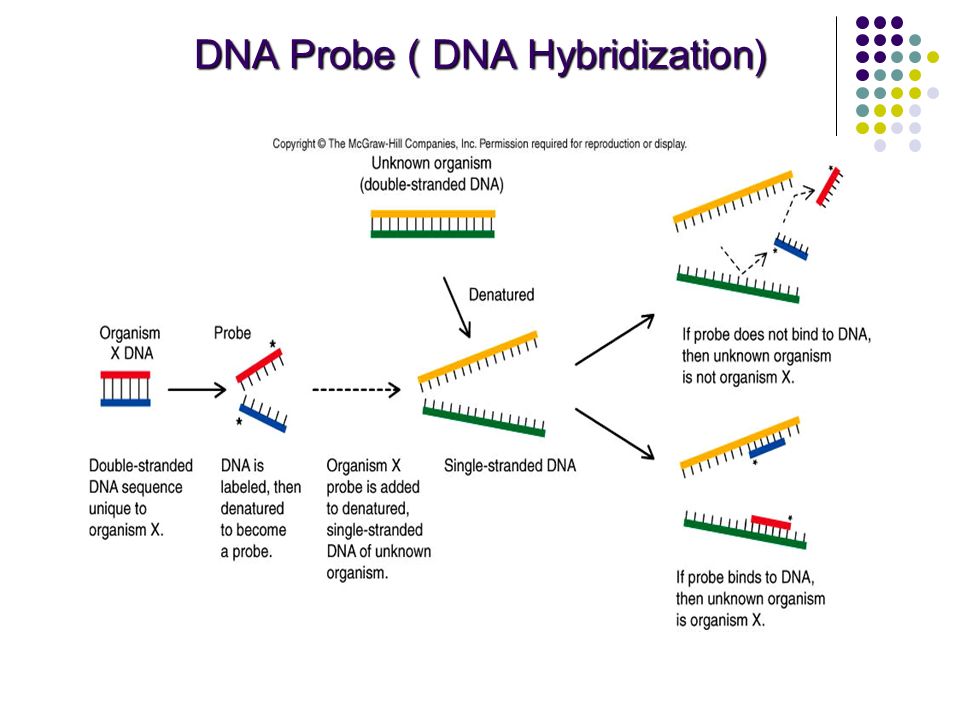 Днк зонд. DNA hybridization. Метод ДНК зондов. Метод ДНК зондов схема. DNA–RNA hybridization.