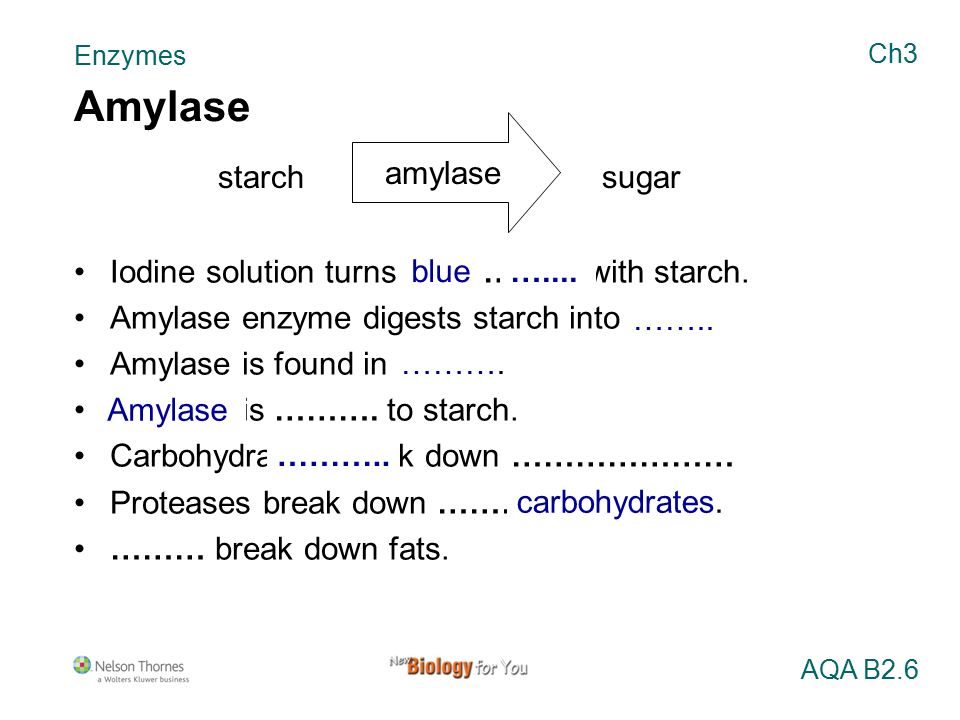 Enzymes 1 Specific 2 Carbohydrates 3 Starch 4 Protease 5 Break Down Ppt Download Enzymes 1 Specific 2 Carbohydrates 3 Starch 4 Protease 5 Break Down Ppt Download