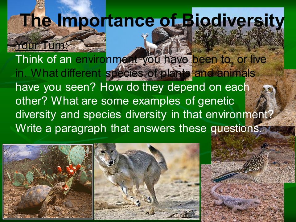 Objective-What is Biodiversity. Why is it important - ppt video online  download
