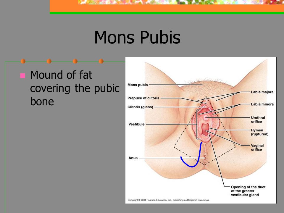 What is the mons pubis and what is its function? - Quora