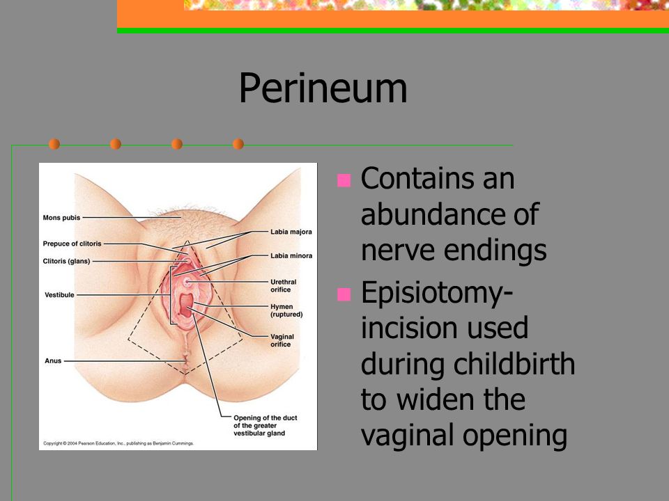 Frontal View Of Dissected Clitoris And Vulva, As Seen