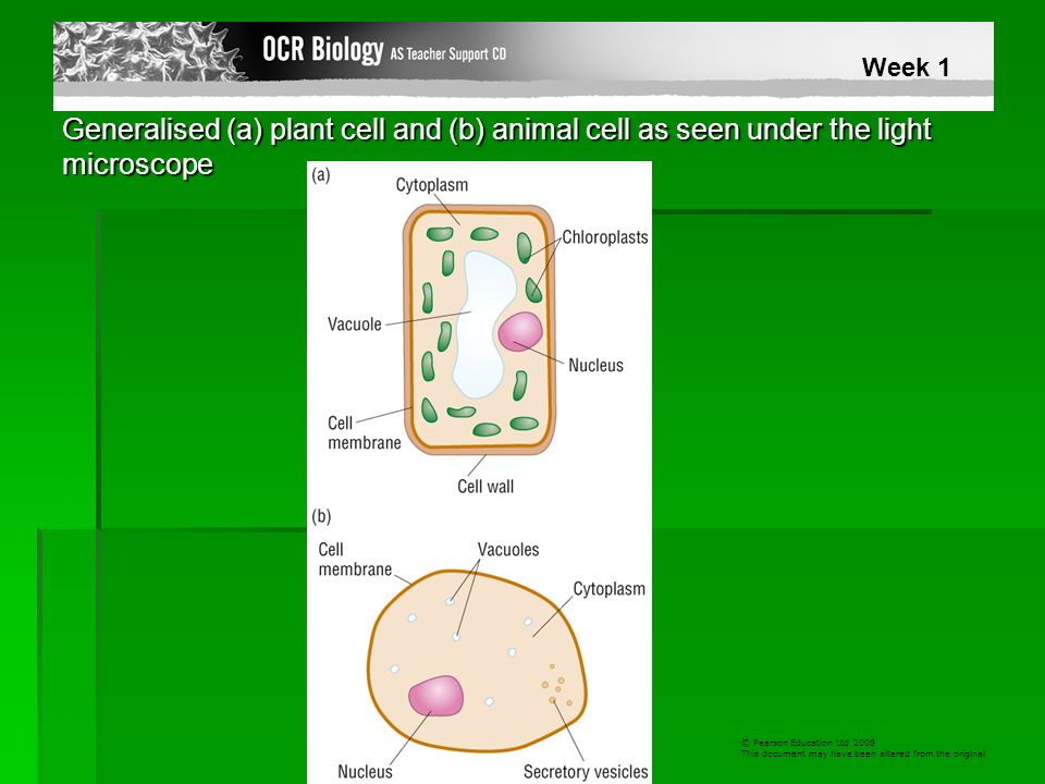 Links to GCSE: Structure of animal & plant cells Using a microscope - ppt  video online download