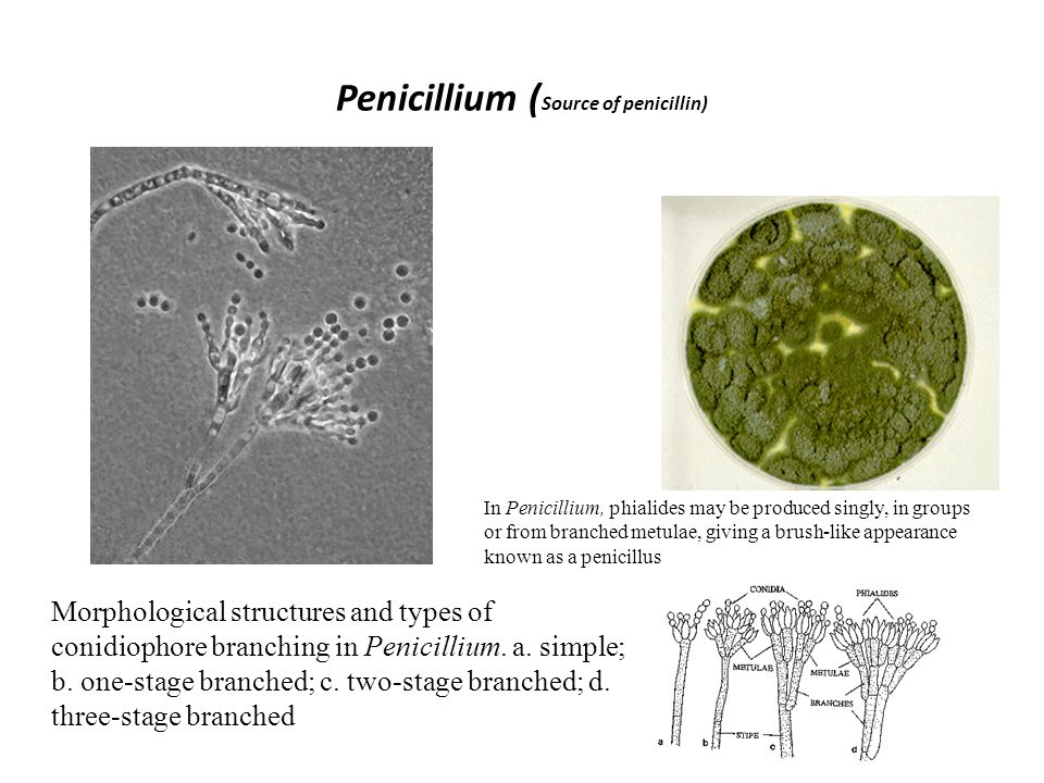 mucor és penicillus paraziták