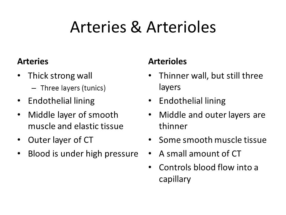 13 4 Blood Vessels Arteries Arterioles Capillaries Venules Veins Ppt Video Online Download