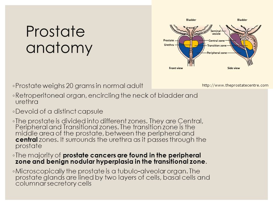 prostate anatomy slideshare