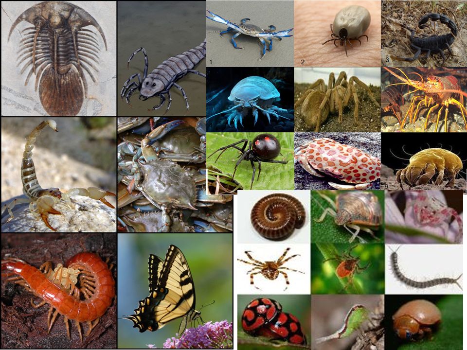 Invertebrates Examples With Pictures Interesting Facts, 45% OFF